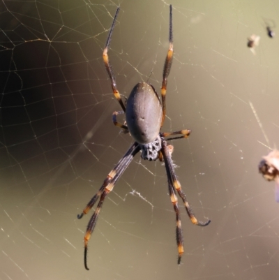Trichonephila edulis (Golden orb weaver) at Moruya, NSW - 10 Mar 2024 by LisaH