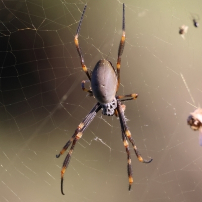 Trichonephila edulis (Golden orb weaver) at Moruya, NSW - 9 Mar 2024 by LisaH