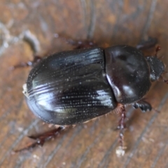 Unidentified Scarab beetle (Scarabaeidae) at Moruya, NSW - 8 Mar 2024 by LisaH