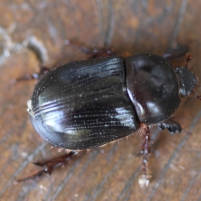 Scarabaeinae (subfamily) at Moruya, NSW - 8 Mar 2024 by LisaH