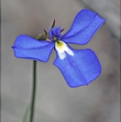 Lobelia sp. (A Lobelia) at Carbunup River, WA - 8 Oct 2023 by sarraj