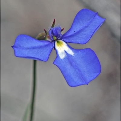 Lobelia sp. (A Lobelia) at Carbunup River, WA - 8 Oct 2023 by sarraj