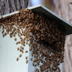 Apis mellifera (European honey bee) at Moruya, NSW - 8 Mar 2024 by LisaH