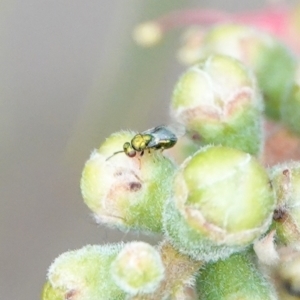 Chalcidoidea (superfamily) at Hall, ACT - 6 Mar 2024