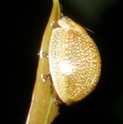 Paropsisterna cloelia (Eucalyptus variegated beetle) at Freshwater Creek, VIC - 8 Feb 2024 by WendyEM