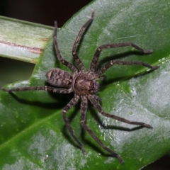 Unidentified Huntsman spider (Sparassidae) at Capalaba, QLD - 10 Mar 2024 by TimL