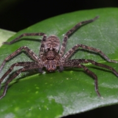 Heteropoda jugulans at Capalaba, QLD - 10 Mar 2024 11:49 AM