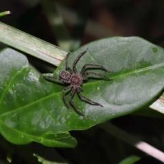 Heteropoda jugulans at Capalaba, QLD - 10 Mar 2024 11:49 AM