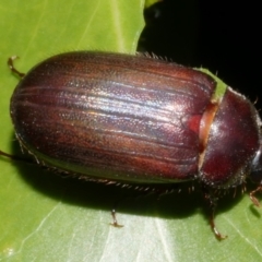 Unidentified Scarab beetle (Scarabaeidae) at Freshwater Creek, VIC - 8 Feb 2024 by WendyEM