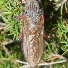 Unidentified Robber fly (Asilidae) at Freshwater Creek, VIC - 8 Feb 2024 by WendyEM