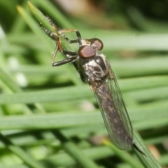 Asilidae (family) at Freshwater Creek, VIC - 8 Feb 2024 by WendyEM