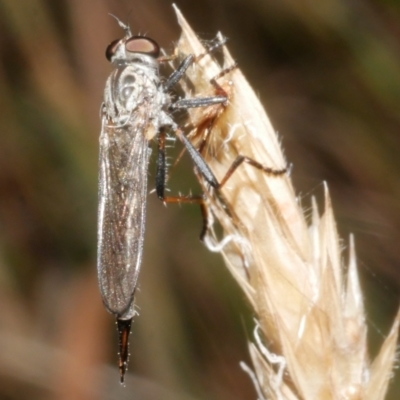 Asilidae (family) at Freshwater Creek, VIC - 8 Feb 2024 by WendyEM