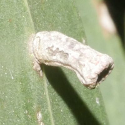 Unidentified Scale insect or Mealybug (Hemiptera, Coccoidea) at Freshwater Creek, VIC - 8 Feb 2024 by WendyEM