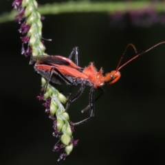 Gminatus australis (Orange assassin bug) at Capalaba, QLD - 9 Mar 2024 by TimL