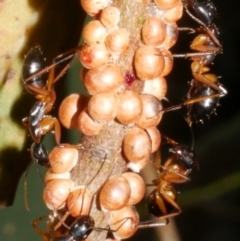 Formicidae (family) at Freshwater Creek, VIC - 8 Feb 2024 by WendyEM