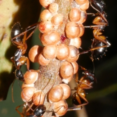 Unidentified Ant (Hymenoptera, Formicidae) at Freshwater Creek, VIC - 8 Feb 2024 by WendyEM