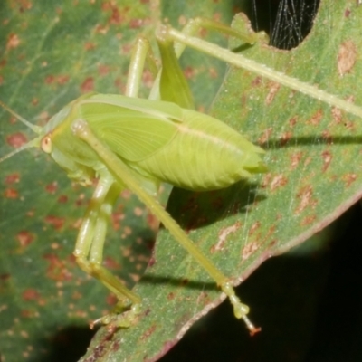 Caedicia simplex at Freshwater Creek, VIC - 8 Feb 2024 by WendyEM