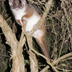 Pseudocheirus peregrinus (Common Ringtail Possum) at Freshwater Creek, VIC - 8 Feb 2024 by WendyEM