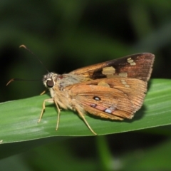 Unidentified Skipper (Hesperiidae) at Capalaba, QLD - 9 Mar 2024 by TimL