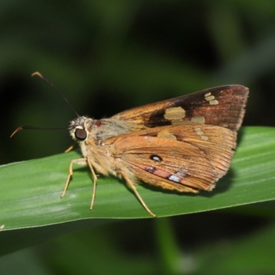 Unidentified Skipper (Hesperiidae) at Capalaba, QLD - 9 Mar 2024 by TimL