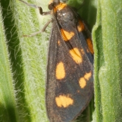 Asura cervicalis (Spotted Lichen Moth) at Freshwater Creek, VIC - 9 Feb 2024 by WendyEM