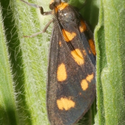 Asura cervicalis (Spotted Lichen Moth) at Freshwater Creek, VIC - 9 Feb 2024 by WendyEM