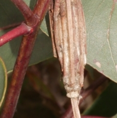 Clania ignobilis (Faggot Case Moth) at Freshwater Creek, VIC - 9 Feb 2024 by WendyEM