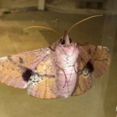 Oenochroma vinaria (Pink-bellied Moth, Hakea Wine Moth) at Belgrave Heights, VIC - 11 Mar 2024 by GlossyGal