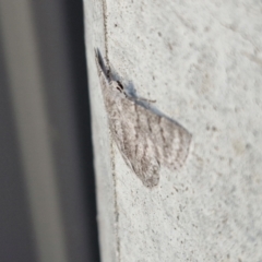 Crypsiphona ocultaria at Holt, ACT - 11 Mar 2024