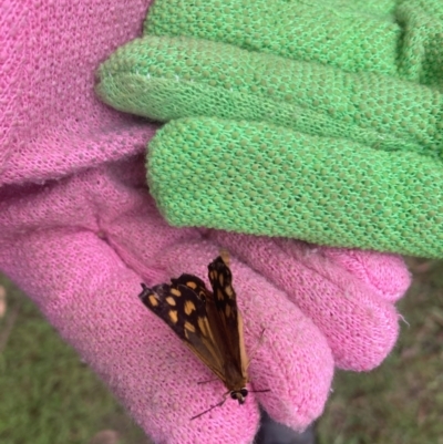 Heteronympha paradelpha (Spotted Brown) at Wingecarribee Local Government Area - 14 Feb 2024 by Baronia