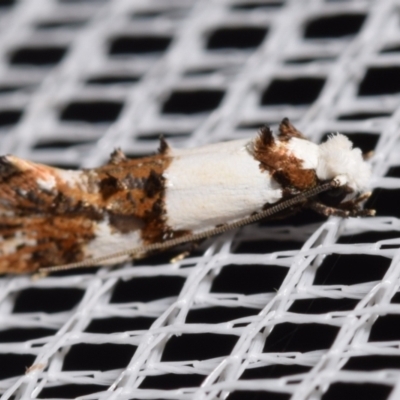 Monopis meliorella (Blotched Monopis Moth) at QPRC LGA - 12 Mar 2024 by DianneClarke