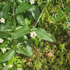 Apis mellifera at Commonwealth Park (CWP) - 11 Mar 2024