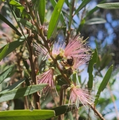 Apis mellifera at Commonwealth Park (CWP) - 11 Mar 2024 12:31 PM