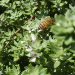 Apis mellifera at Commonwealth Park (CWP) - 11 Mar 2024 12:31 PM