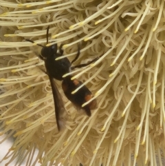 Hyleoides concinna (Wasp-mimic bee) at Parkes, ACT - 11 Mar 2024 by sascha