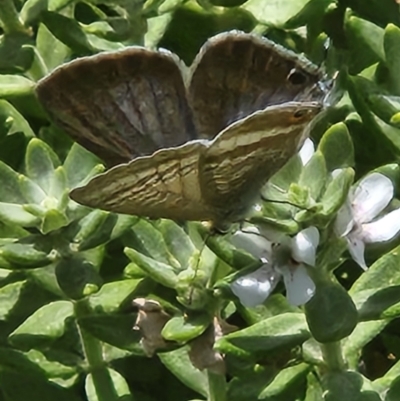 Lampides boeticus (Long-tailed Pea-blue) at Commonwealth & Kings Parks - 11 Mar 2024 by sascha