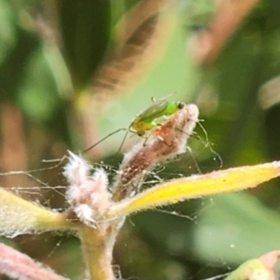 Chironomidae (family) (Non-biting Midge) at Parkes, ACT - 11 Mar 2024 by sascha