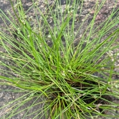 Isolepis inundata (Swamp Club Rush) at Namadgi National Park - 15 Apr 2023 by JaneR