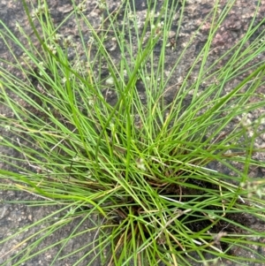 Isolepis inundata at Namadgi National Park - 15 Apr 2023