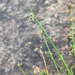 Isolepis inundata at Namadgi National Park - 15 Apr 2023 02:59 PM