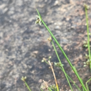 Isolepis inundata at Namadgi National Park - 15 Apr 2023