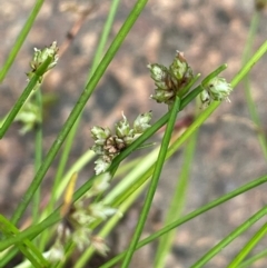 Isolepis inundata at Namadgi National Park - 15 Apr 2023