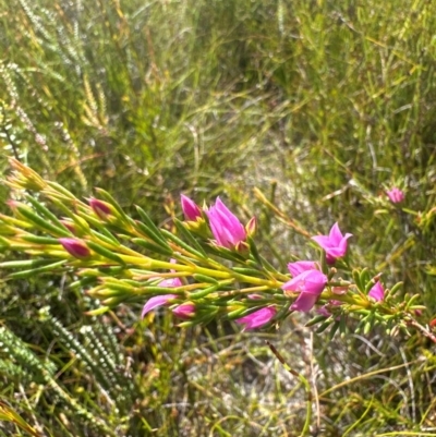 Boronia falcifolia (Wallum Boronia) at Bribie Island National Park - 12 Mar 2024 by KazzaC