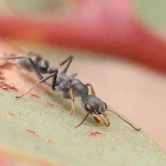 Myrmecia sp., pilosula-group (Jack jumper) at Black Mountain NR (BMS) - 11 Mar 2024 by ConBoekel