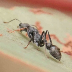 Myrmecia sp., pilosula-group at Black Mountain NR (BMS) - 11 Mar 2024 09:24 AM