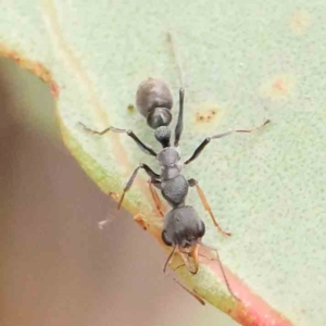 Myrmecia sp., pilosula-group at Black Mountain NR (BMS) - 11 Mar 2024 09:24 AM