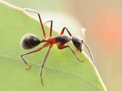 Camponotus intrepidus (Flumed Sugar Ant) at ANBG South Annex - 10 Mar 2024 by ConBoekel