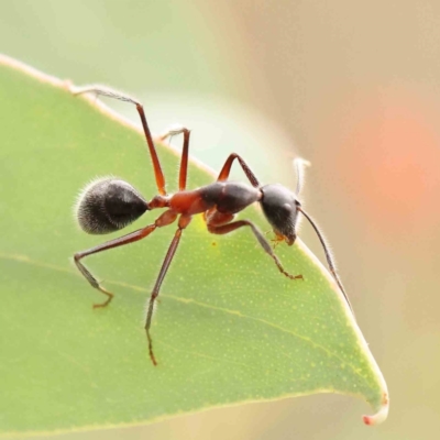 Camponotus intrepidus (Flumed Sugar Ant) at ANBG South Annex - 10 Mar 2024 by ConBoekel