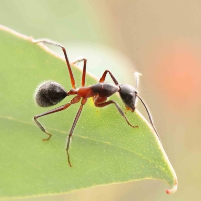 Camponotus intrepidus (Flumed Sugar Ant) at ANBG South Annex - 11 Mar 2024 by ConBoekel