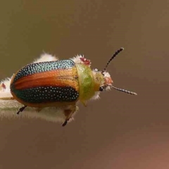 Calomela parilis (Leaf beetle) at Black Mountain NR (BMS) - 11 Mar 2024 by ConBoekel